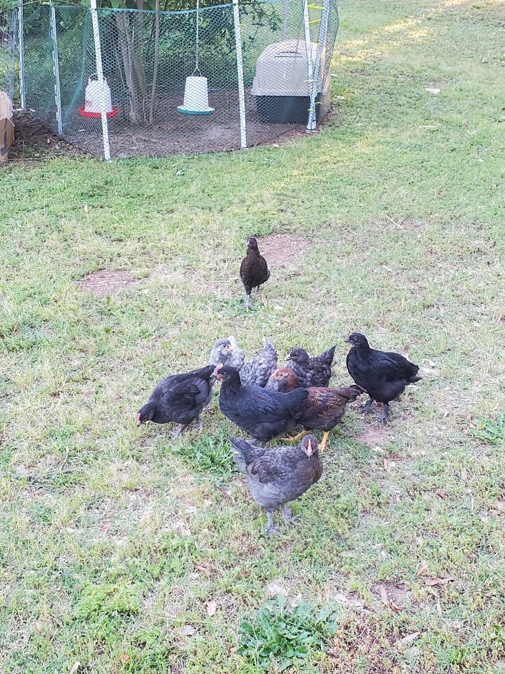 Baby Wild Things before they were completely feral. Though notice the absence of birds in their pen. 