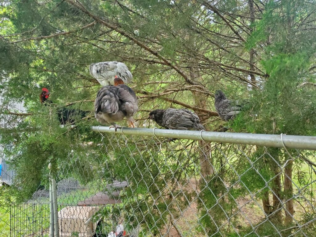 The Wild Things going to bed for the night, outside of their coop. 